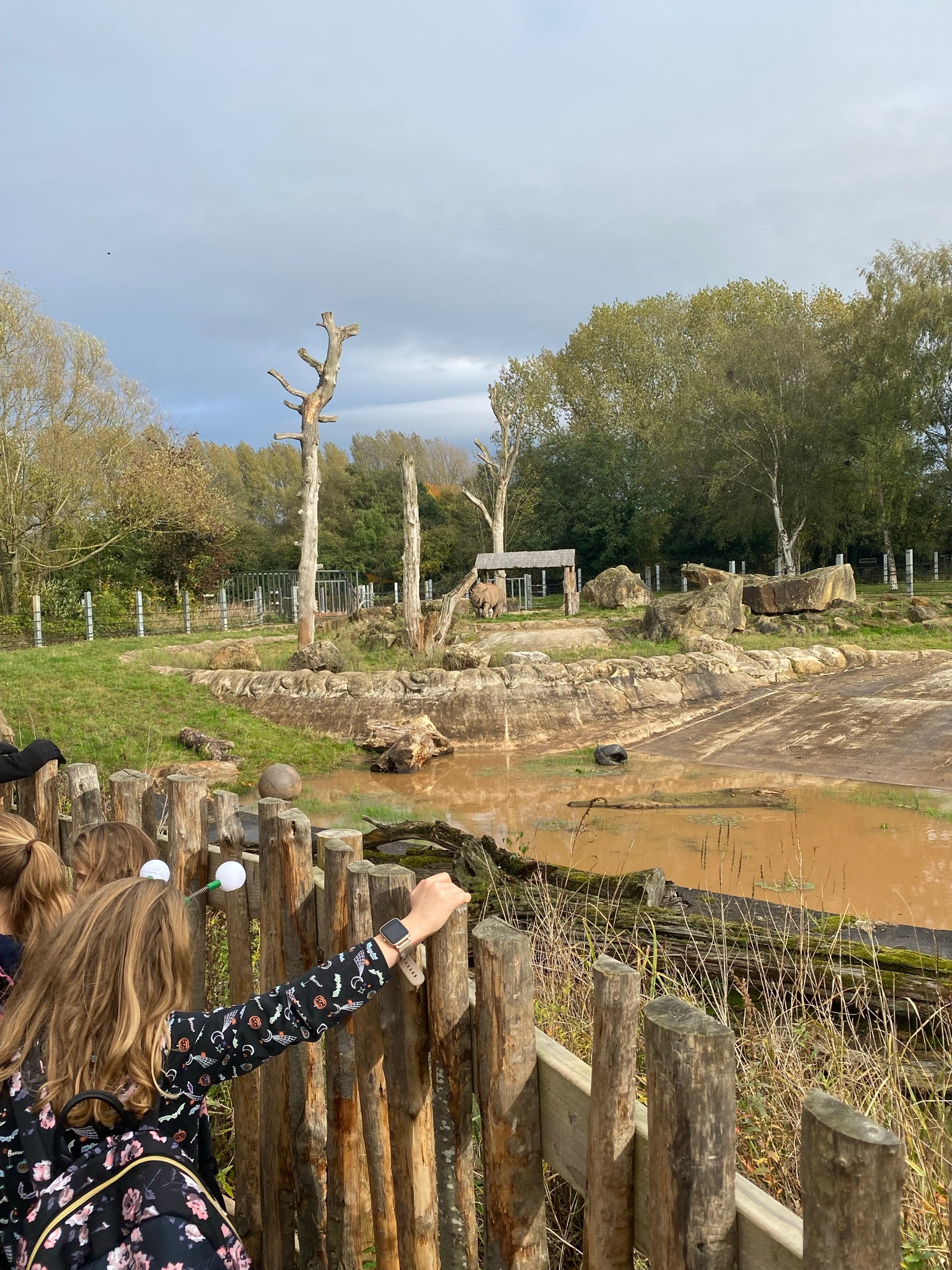 Rhino in upper paddock