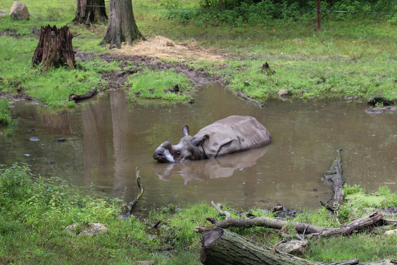 Rhino in Wallow
