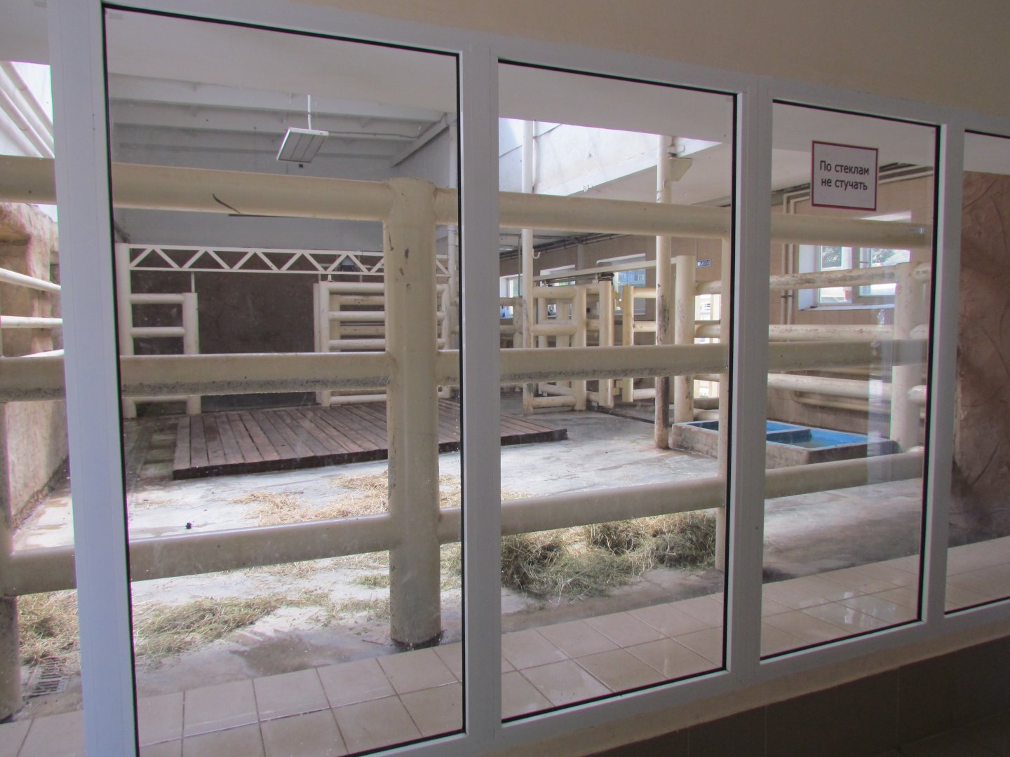 Rhino indoor exhibit