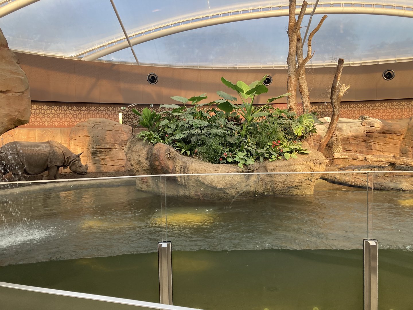 Rhino indoors and pool