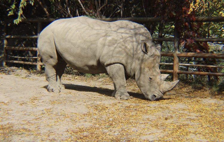 Rhino - Indy Zoo