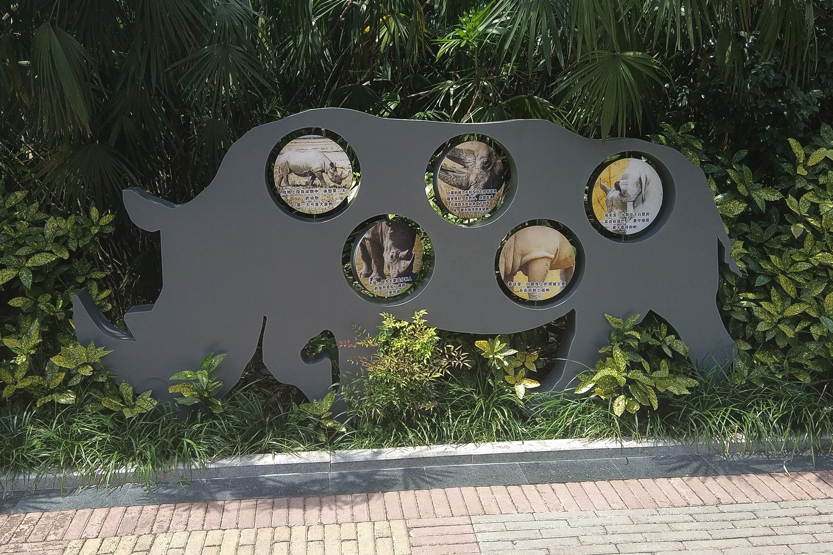 Rhino Interpretation