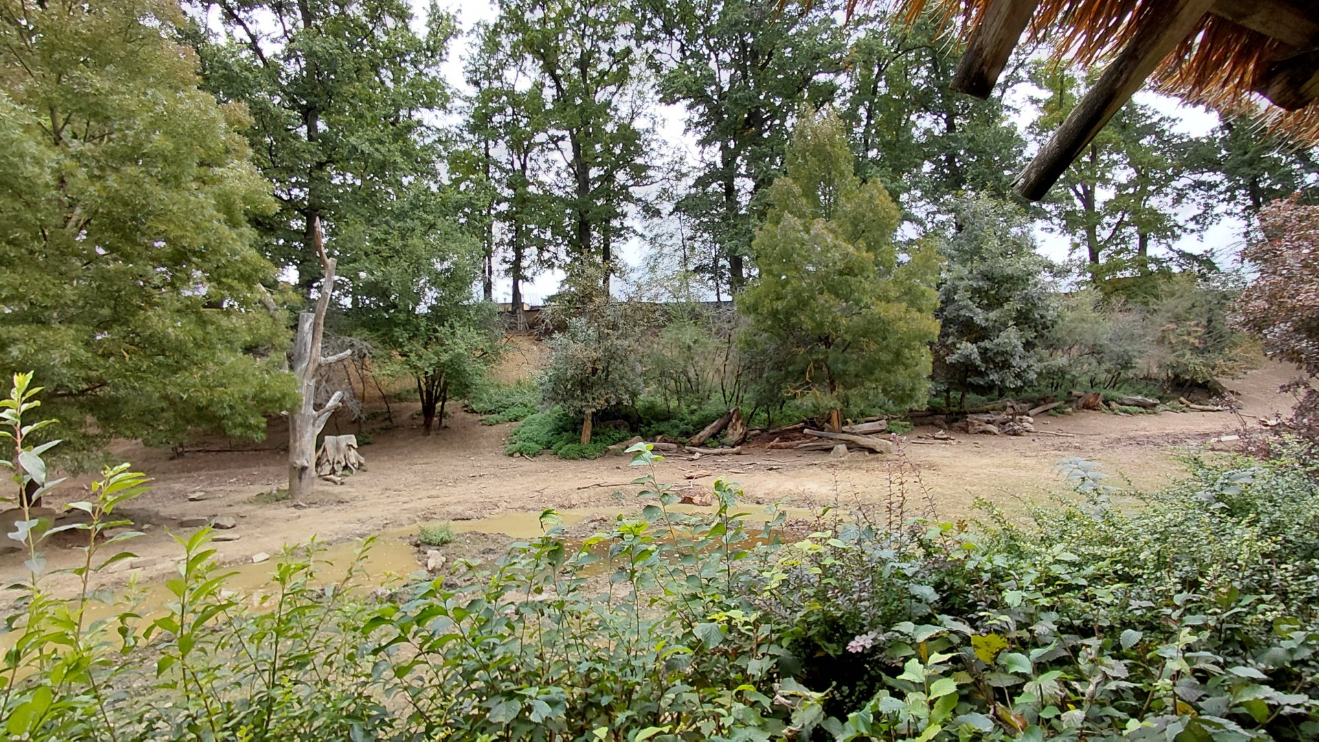 Rhino + lechwe exhibit