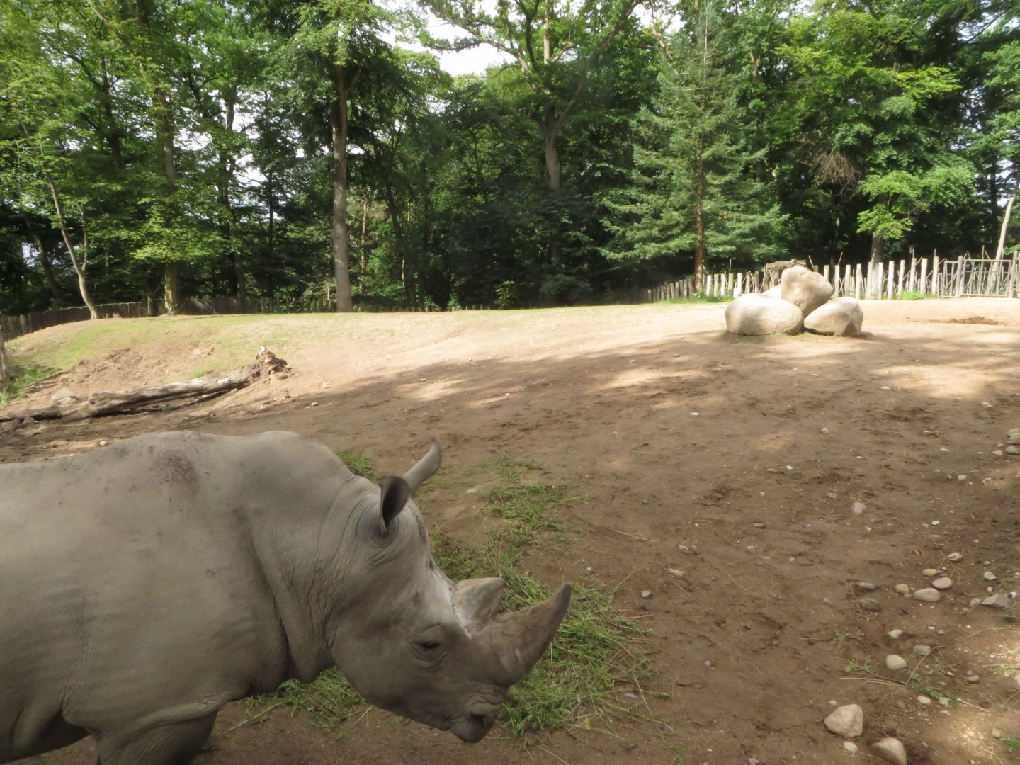 Rhino male enclosure