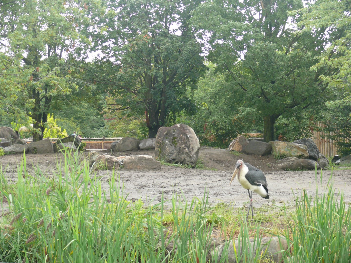 Rhino, Marabou and Red River Hog outdoor exhibit - 24-08-2020