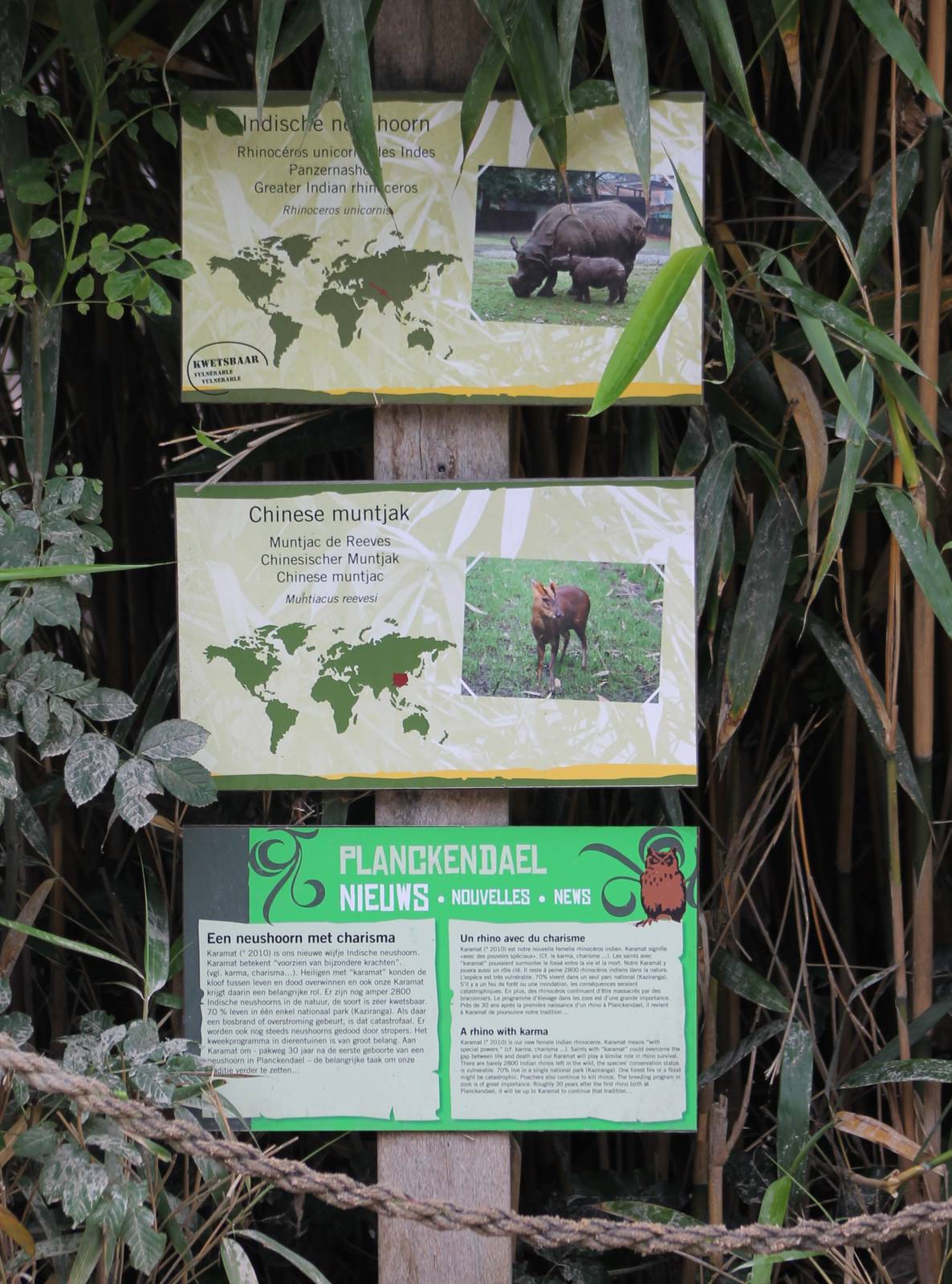 Rhino - muntjac signs
