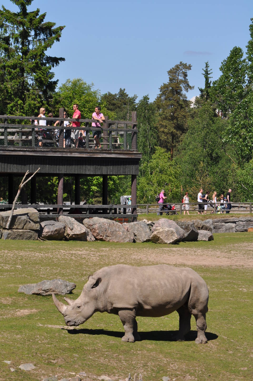 Rhino on the savannah at Kolmarden Wildlife Park