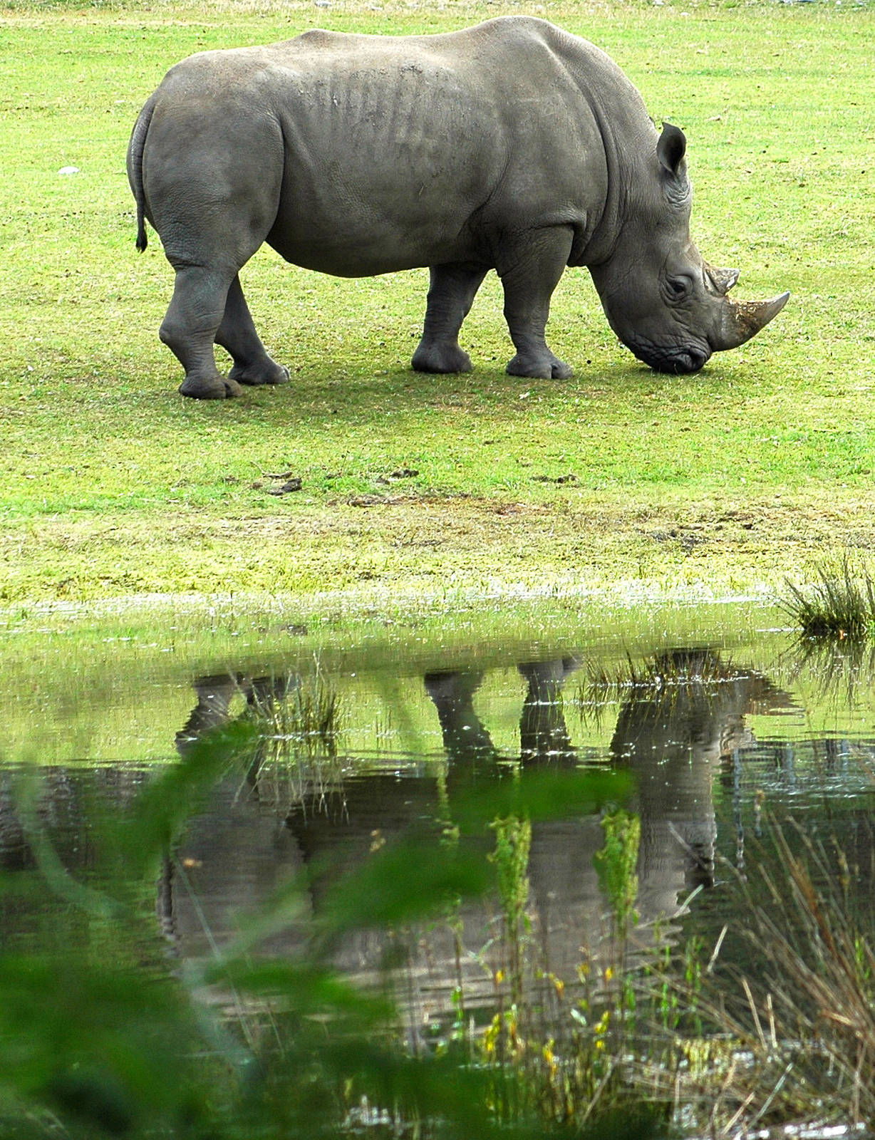 Rhino Orana