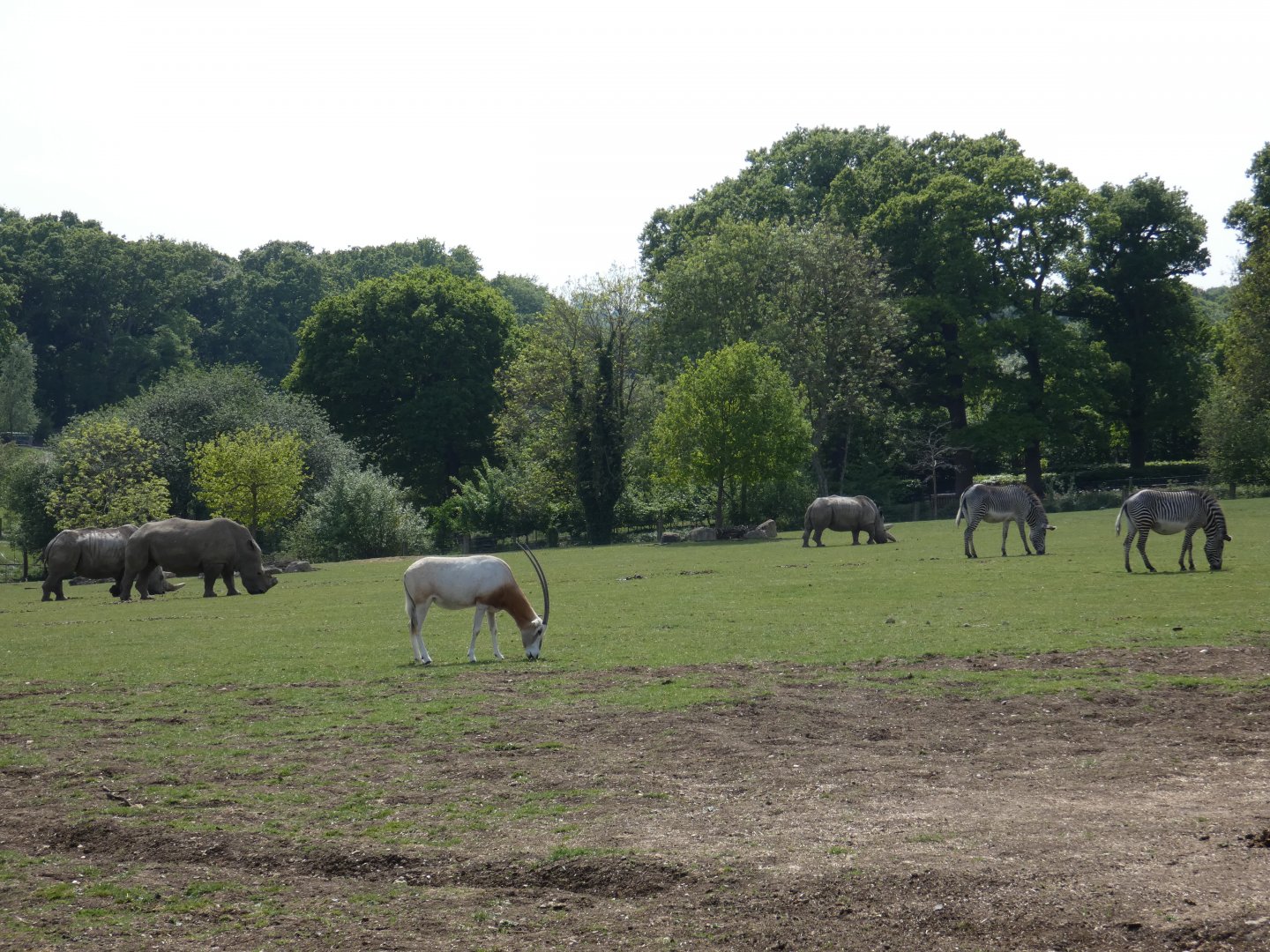 Rhino, oryx and Zebra