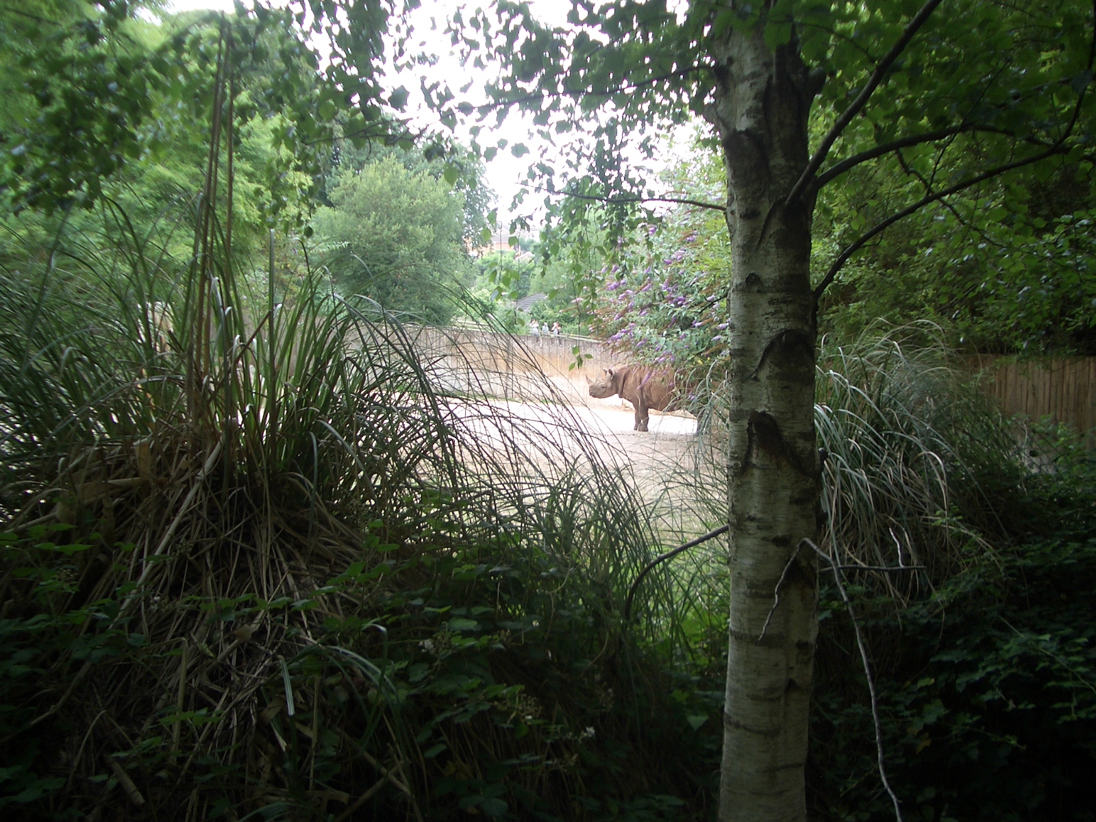 Rhino Outside Enclosure - 27.07.2010