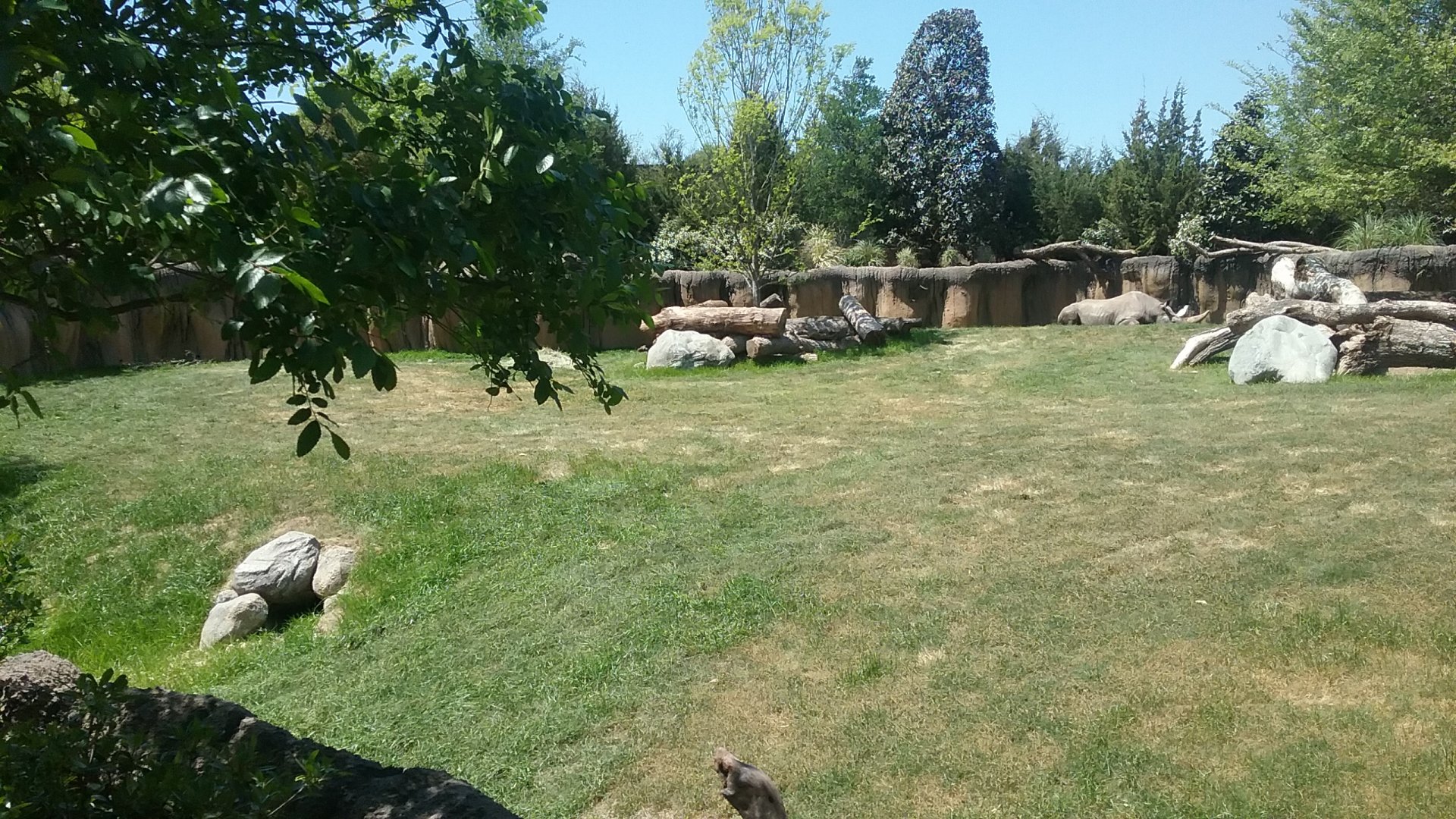 Rhino Paddock 1 again