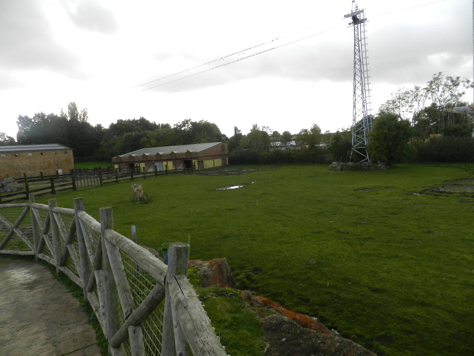 Rhino paddock at Flamingo Land - 14/10/2012