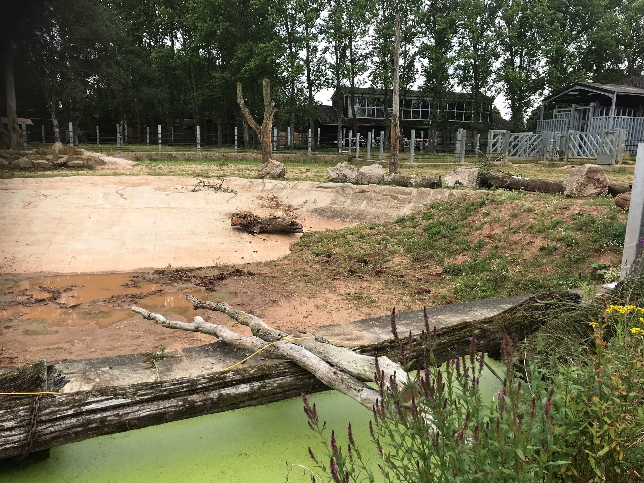 Rhino paddock right.