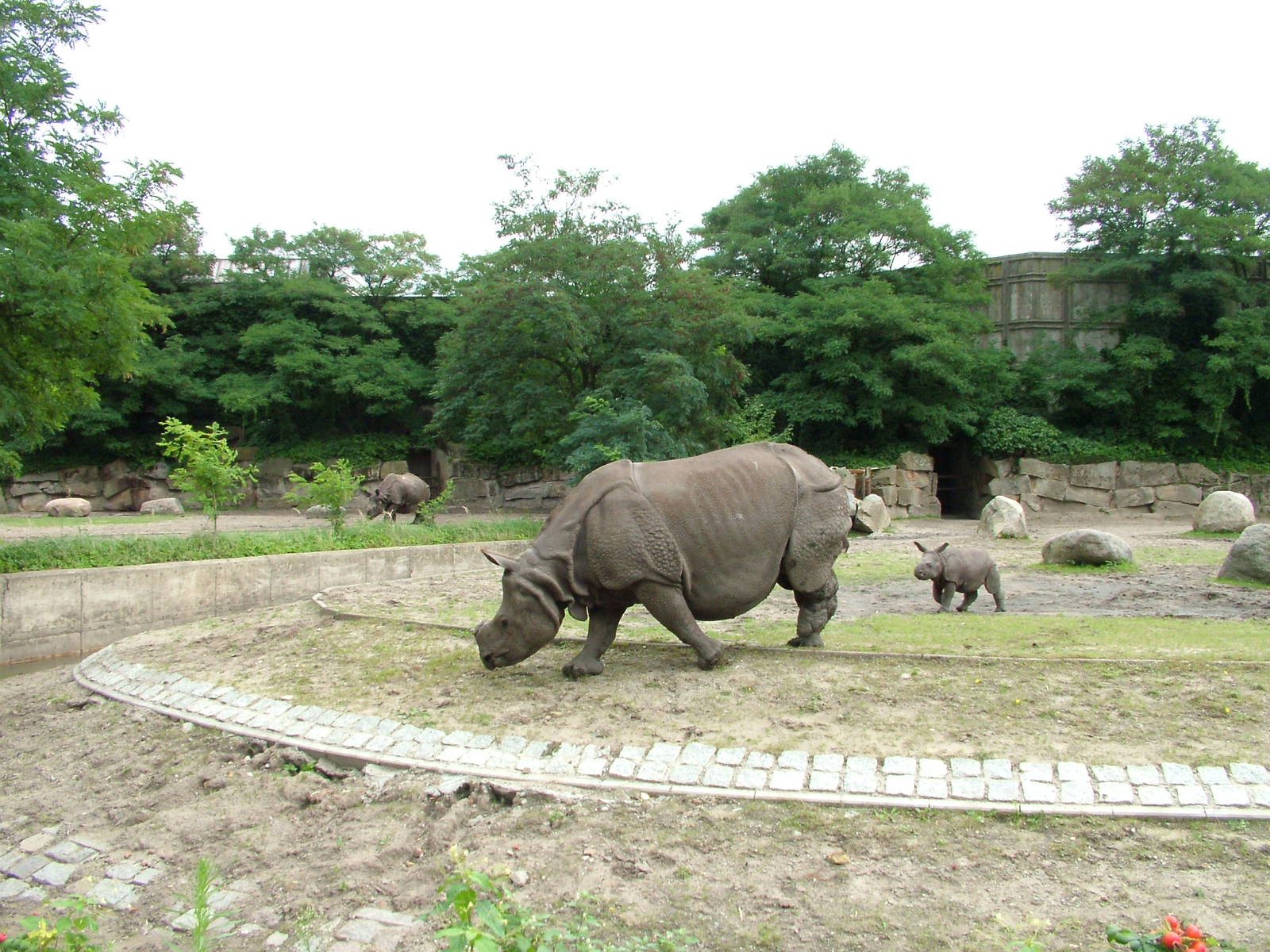 Rhino Paddocks at Tierpark Berlin, 30/08/11