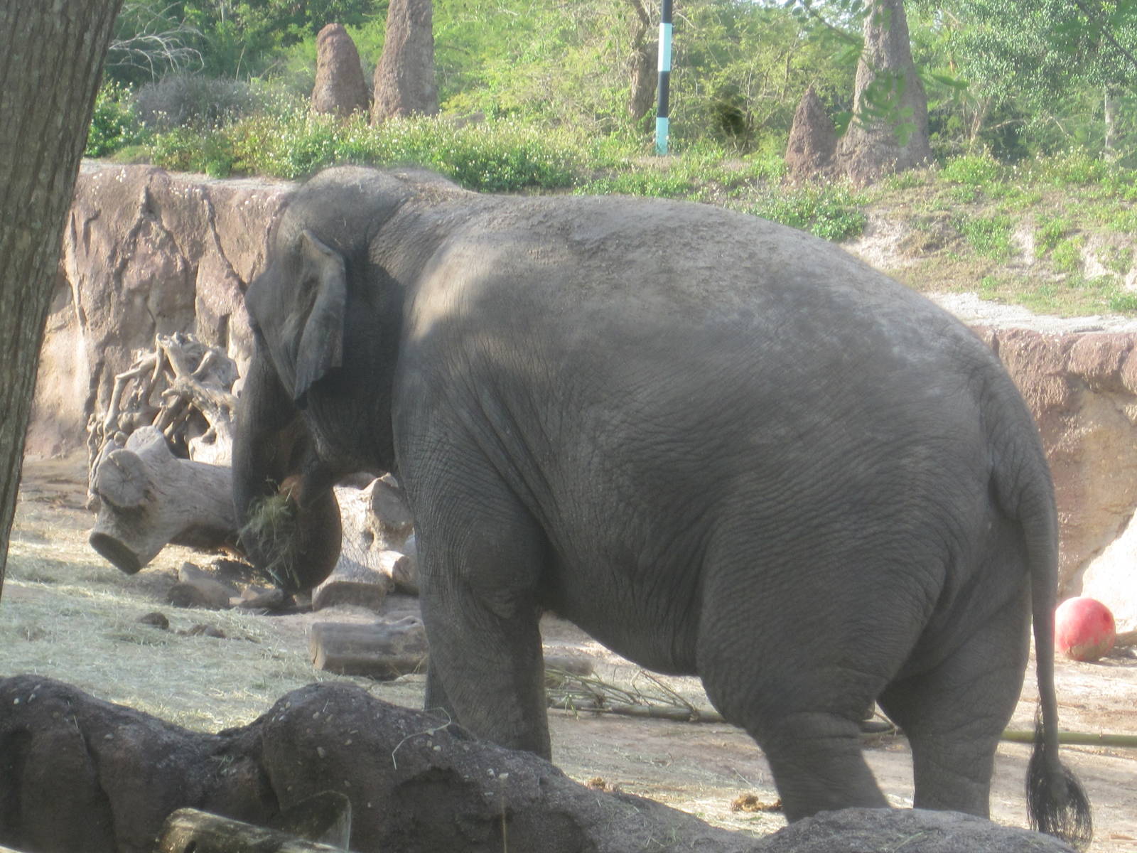 Rhino Rally- Asian Elephant