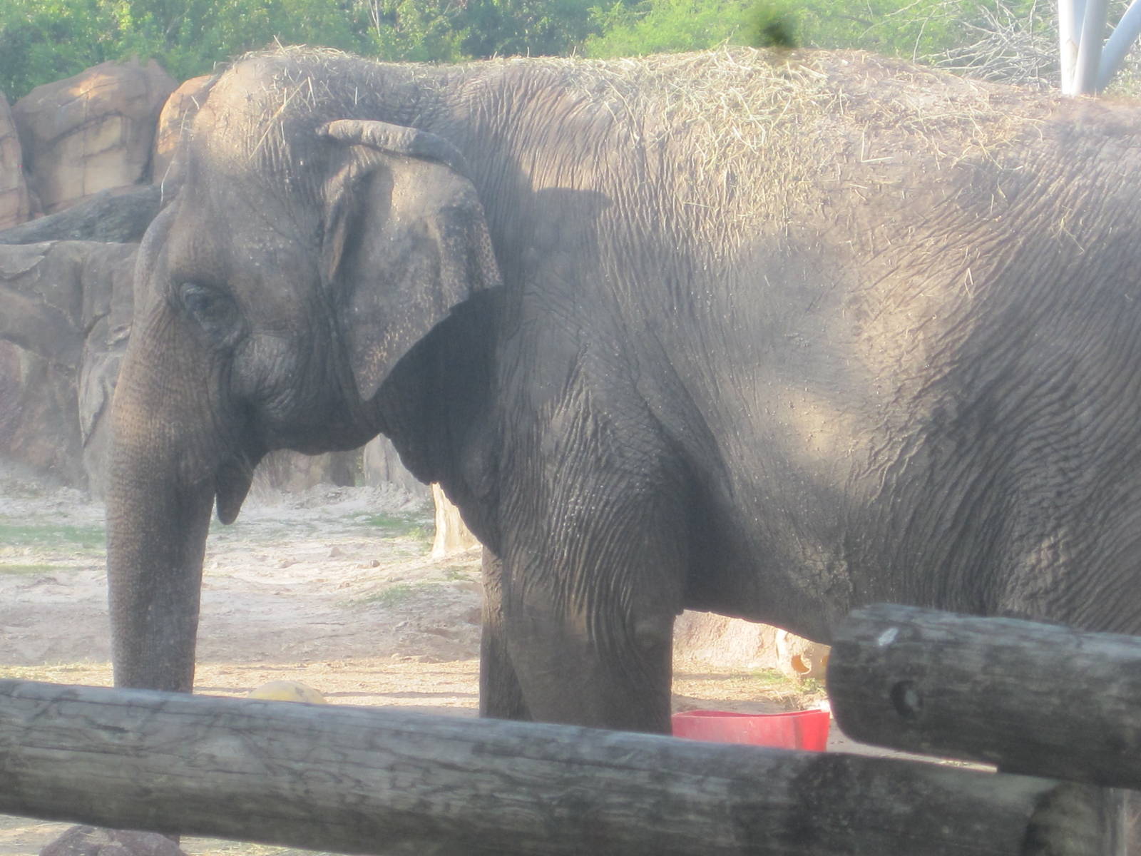 Rhino Rally- Asian Elephant