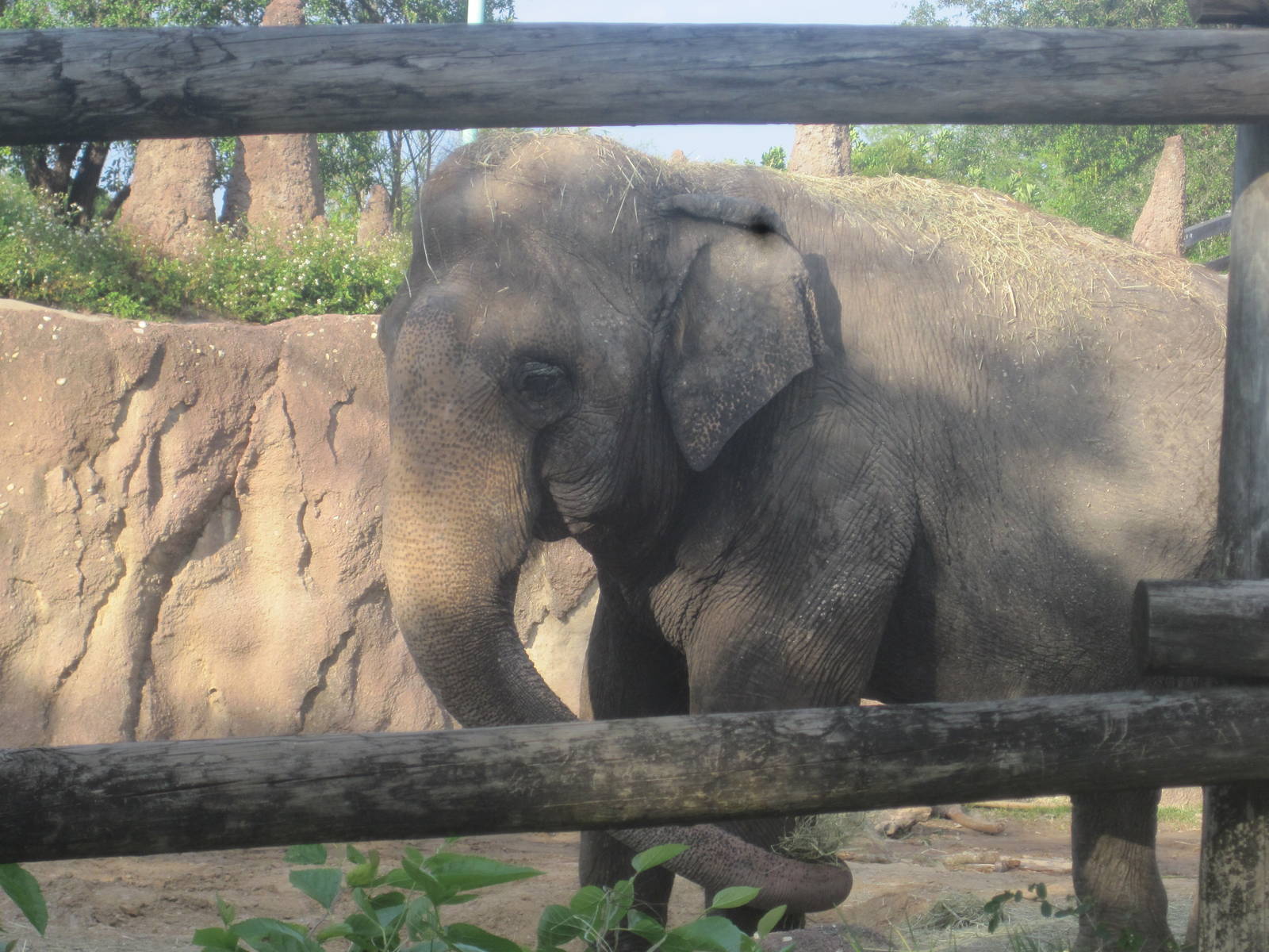 Rhino Rally- Asian Elephant