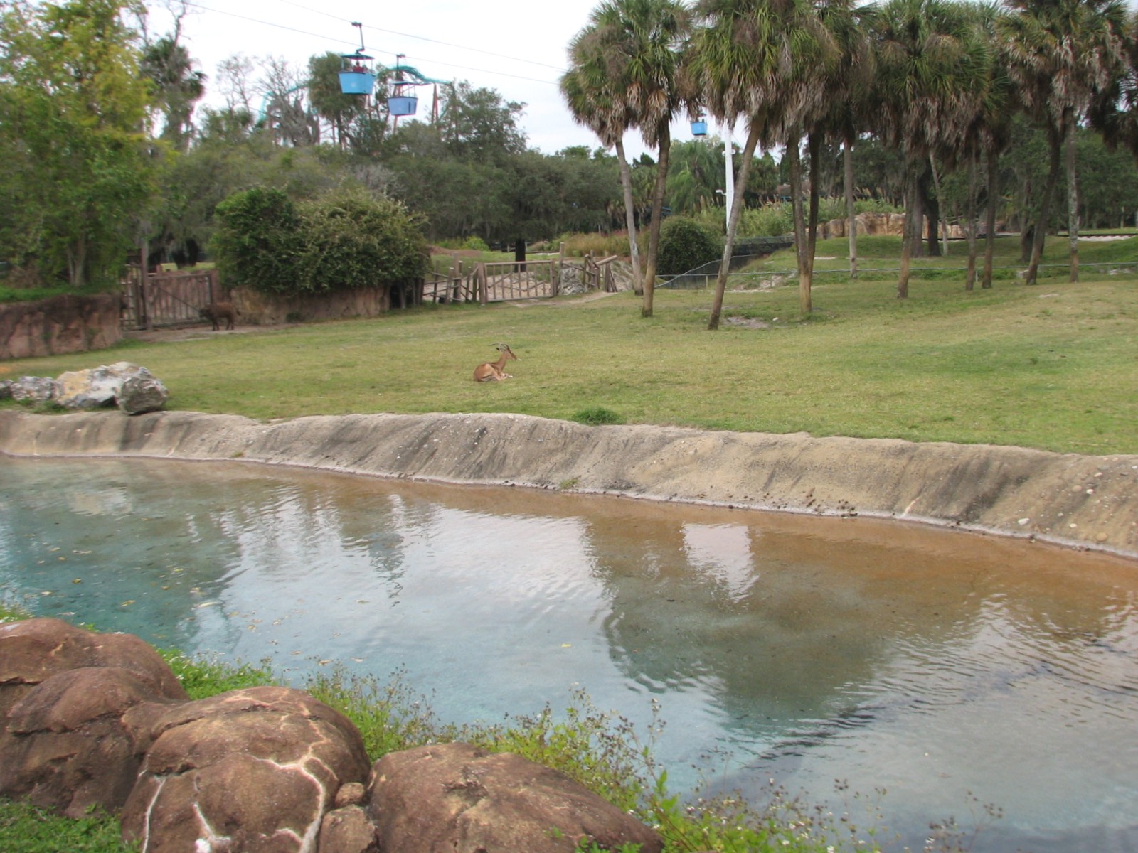 Rhino Rally - Cape Buffalo and Impala Exhibit
