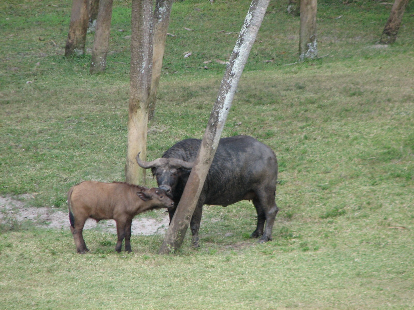 Rhino Rally - Cape Buffalo and Impala Exhibit