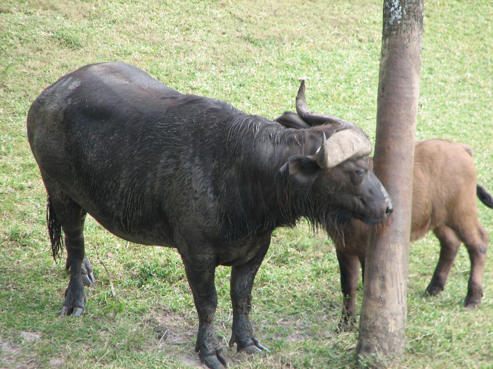Rhino Rally - Cape Buffalo and Impala Exhibit