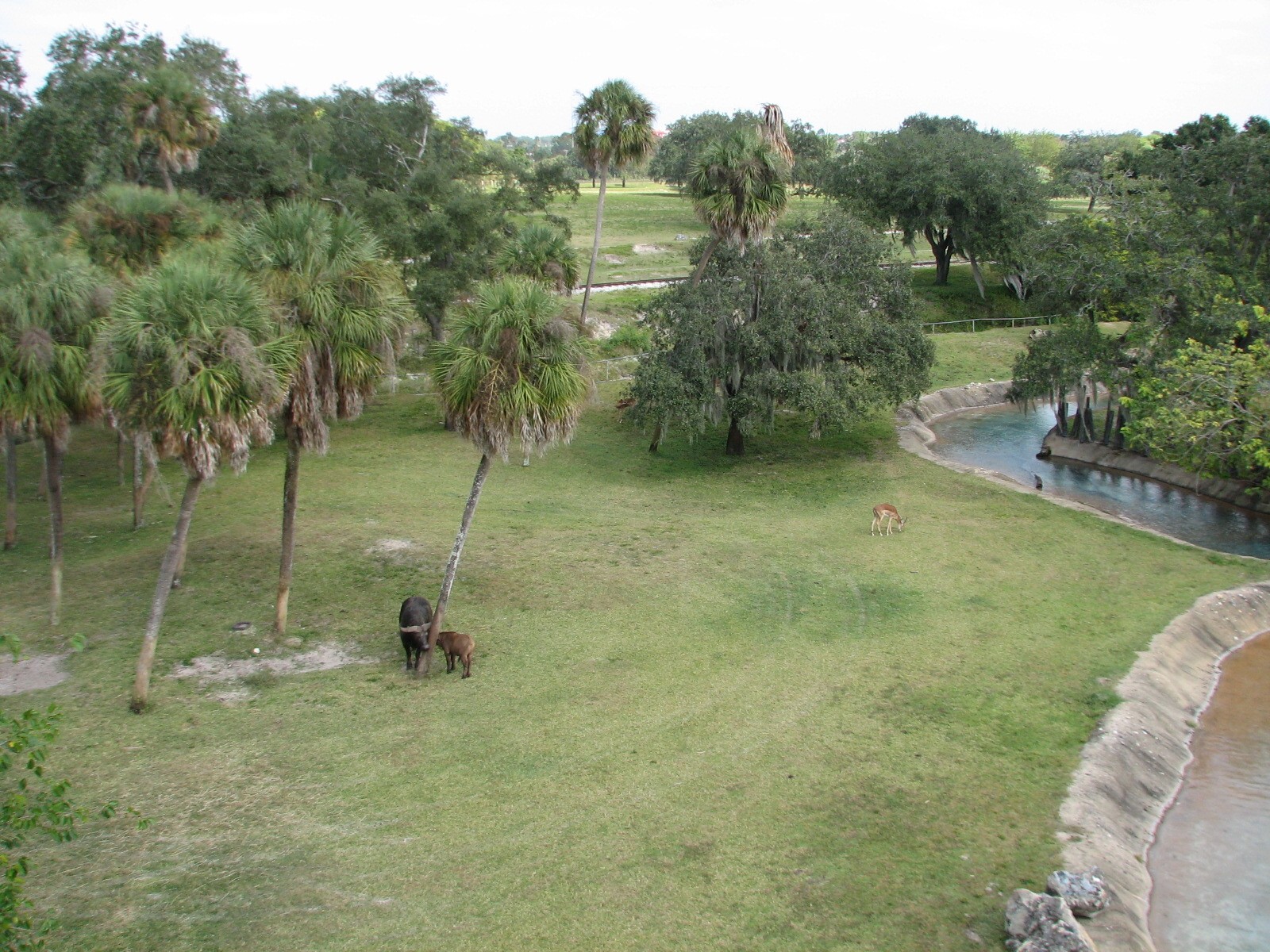 Rhino Rally - Cape Buffalo and Impala Exhibit