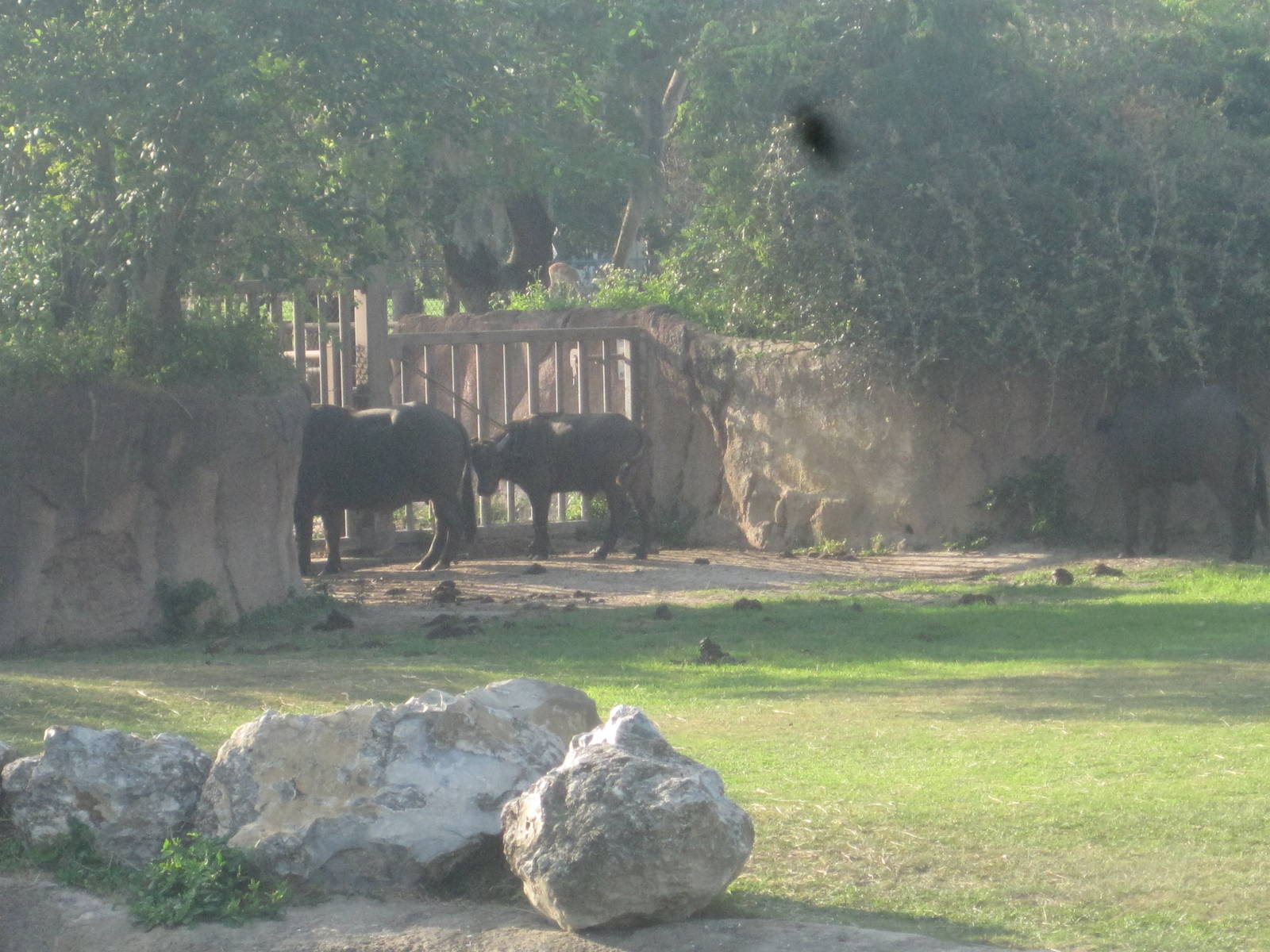 Rhino Rally- Cape Buffalo