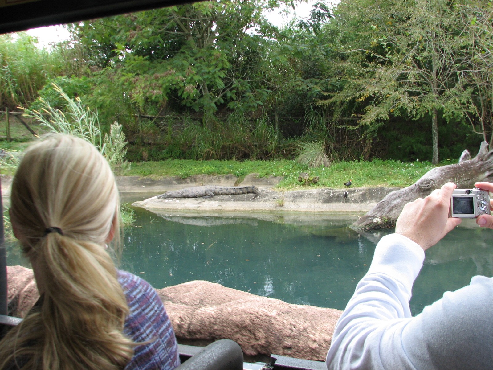 Rhino Rally - Nile Crocodile Exhibit