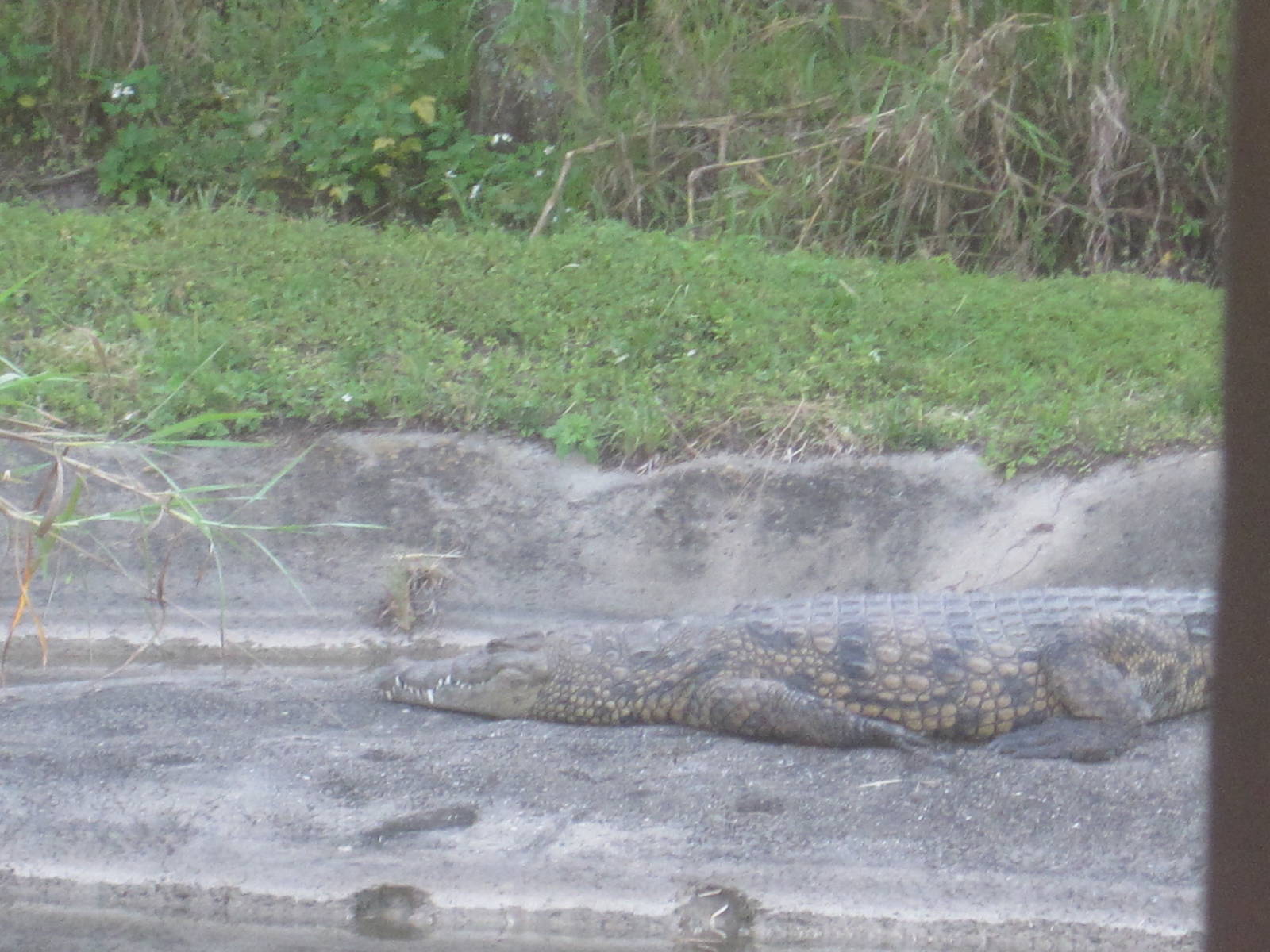 Rhino Rally- Nile Crocodile