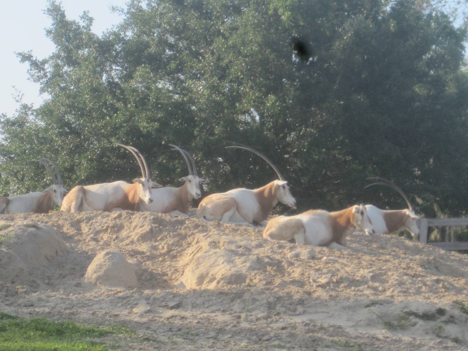 Rhino Rally- Scimitar-Horned Oryx