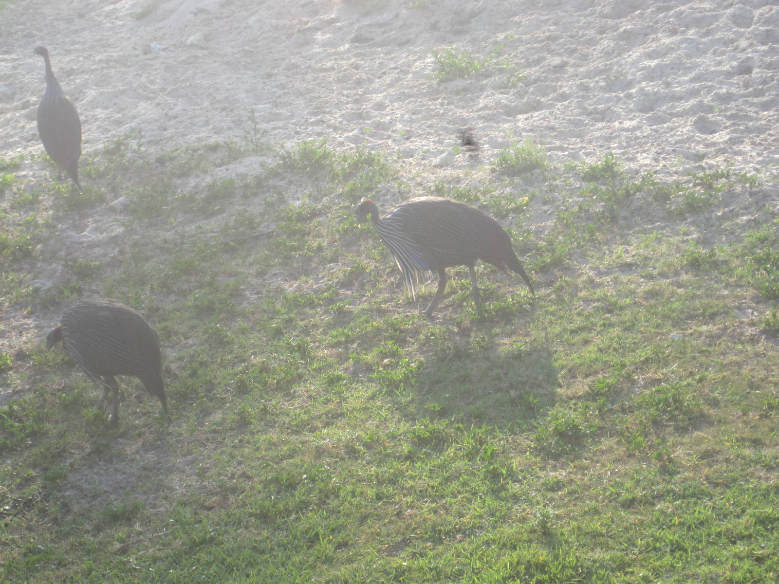 Rhino Rally- Vulturine Guinea Fowl