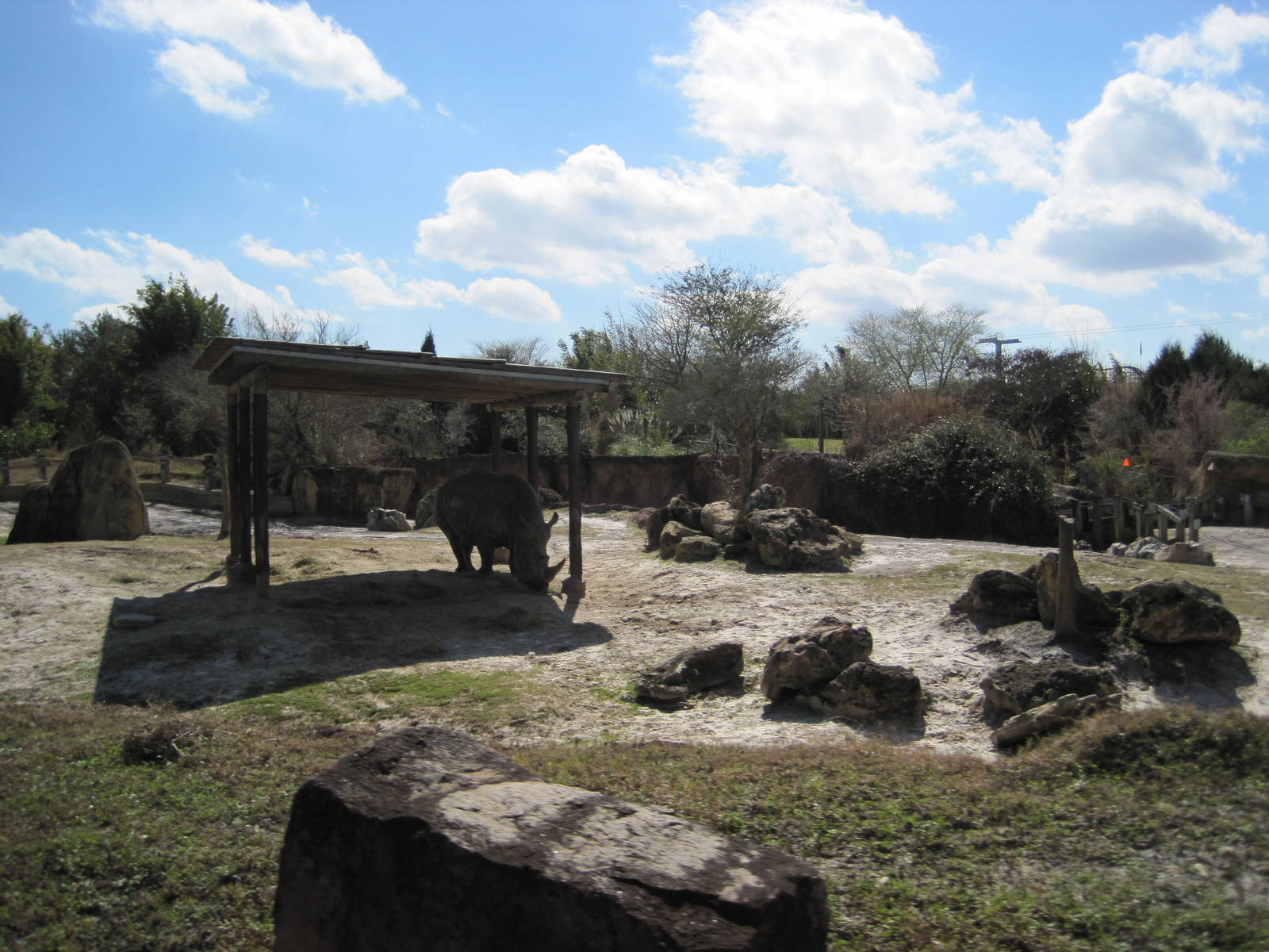 Rhino Rally- White Rhino Exhibit