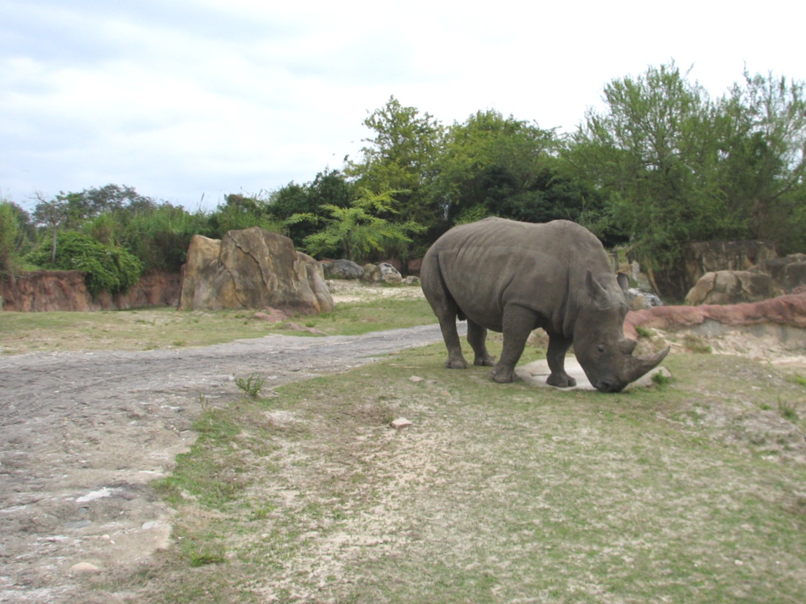 Rhino Rally - White Rhinoceros Exhibit
