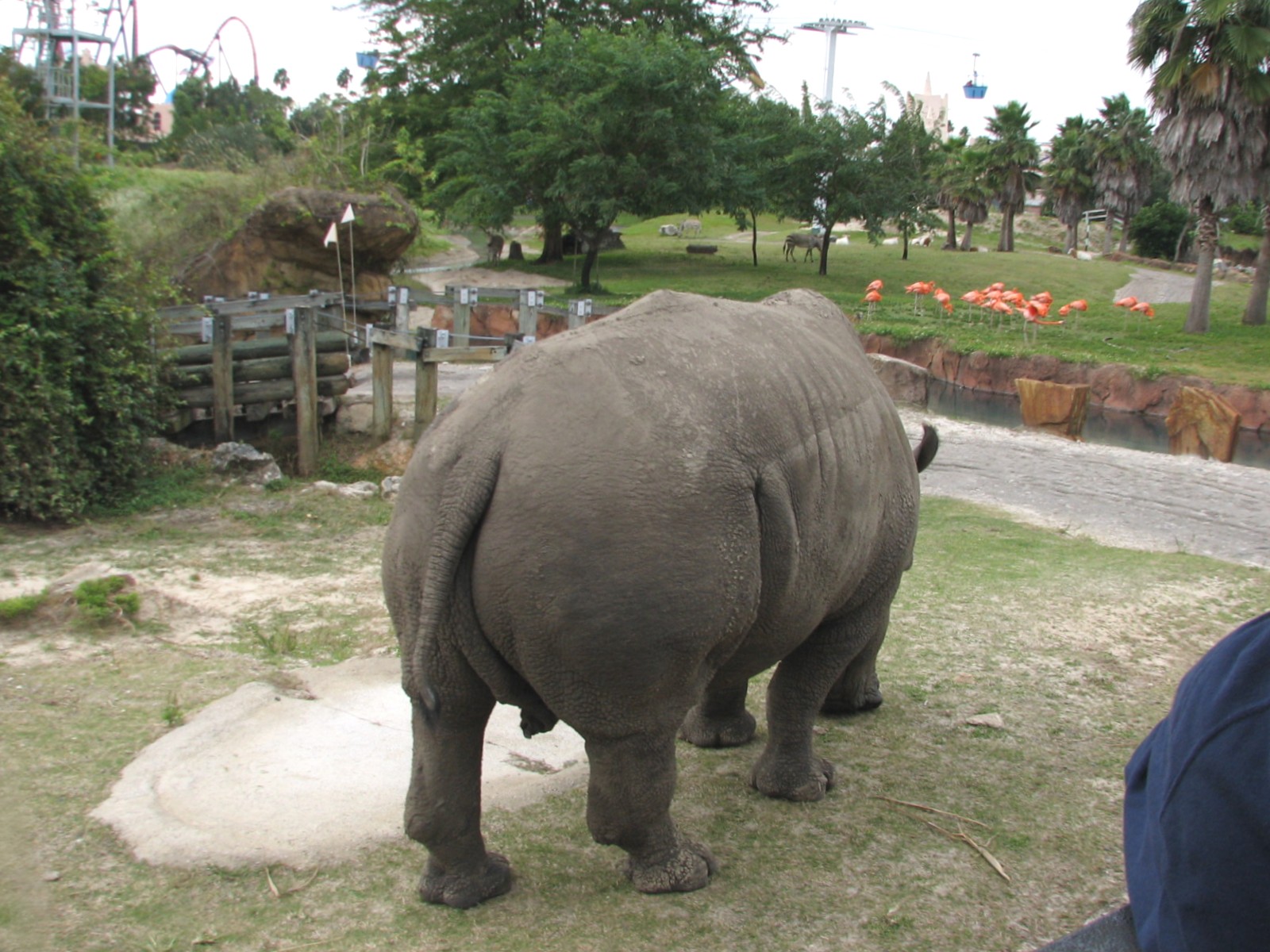 Rhino Rally - White Rhinoceros Exhibit
