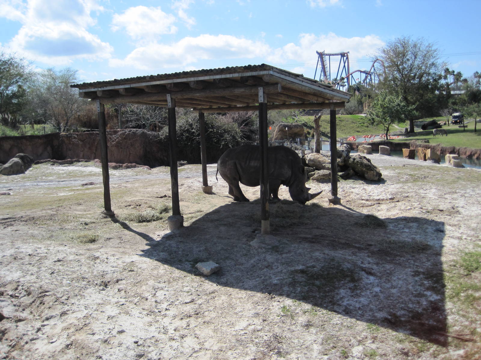 Rhino Rally- White Rhinoceros