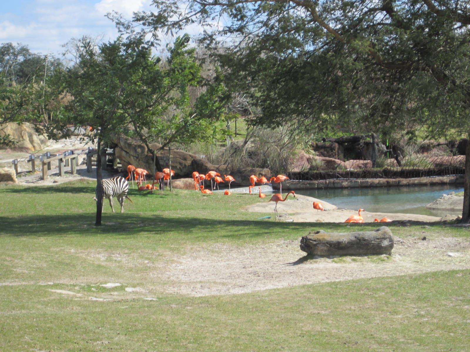 Rhino Rally- Zebra/Flamingo/Oryx Exhibit