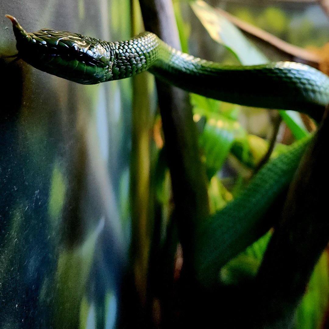 Rhino Rat Snake (Gonyosoma boulengeri)