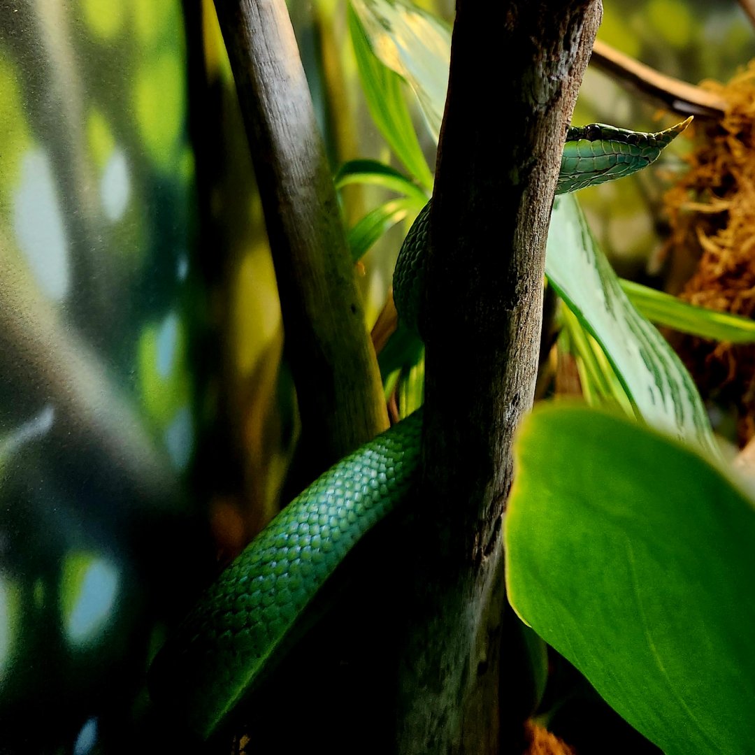 Rhino Rat Snake (Gonyosoma boulengeri)