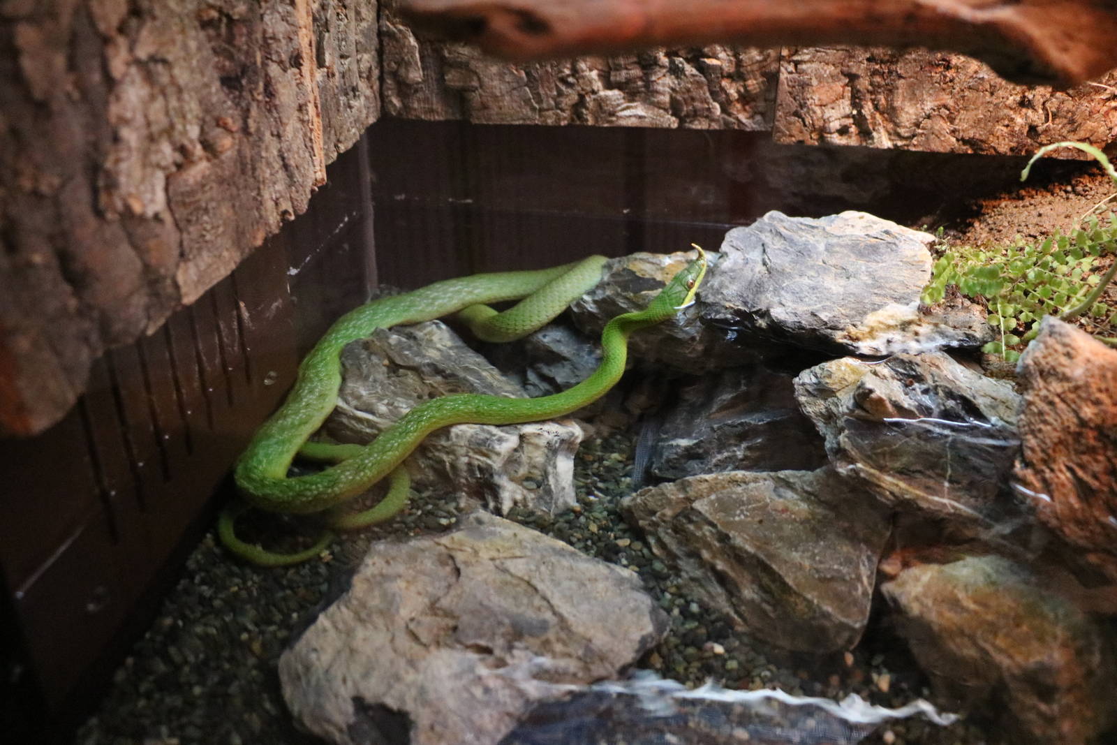Rhino rat snake in water - EPSON Aqua Park, February 2016