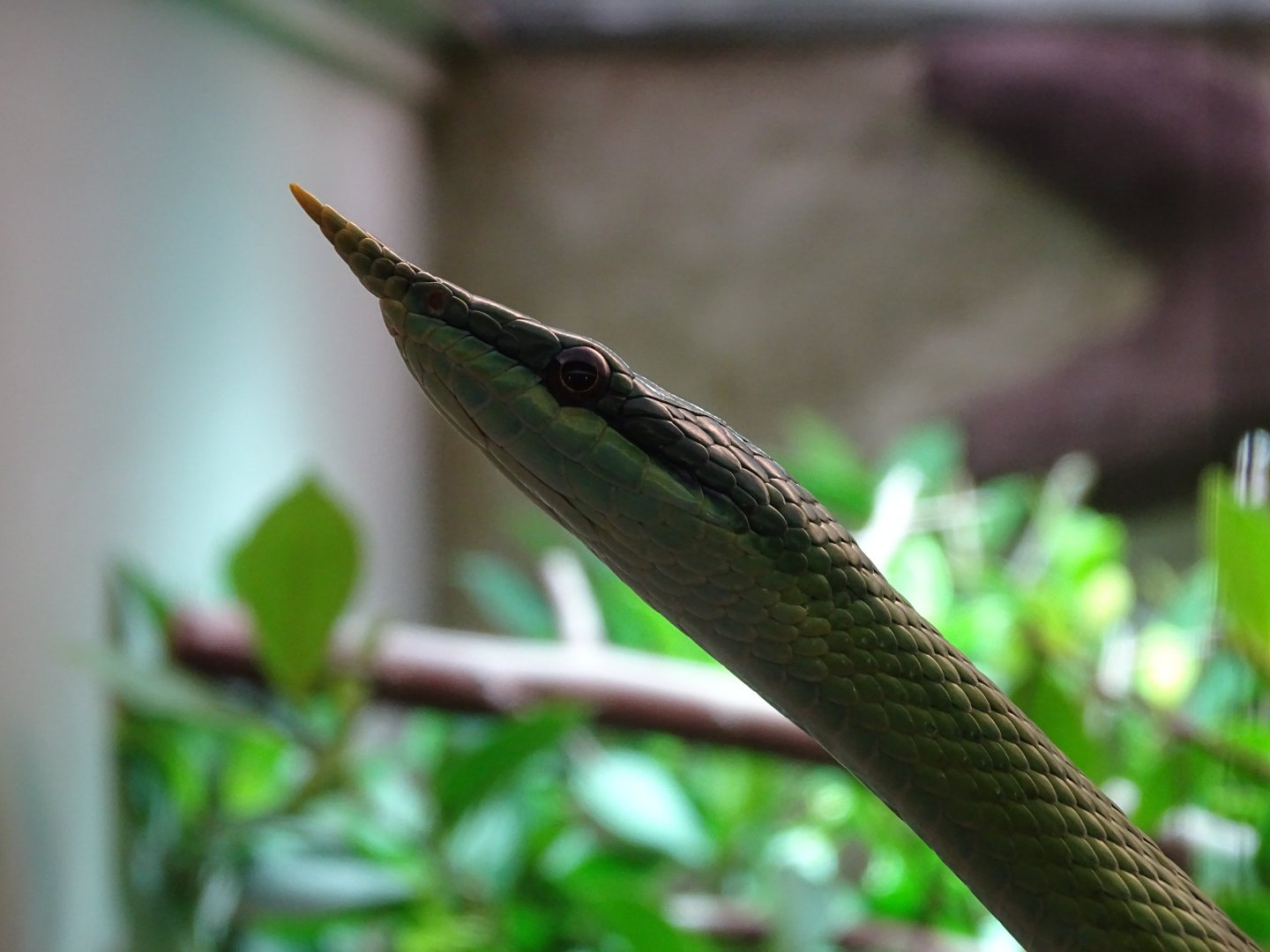 Rhino rat snake