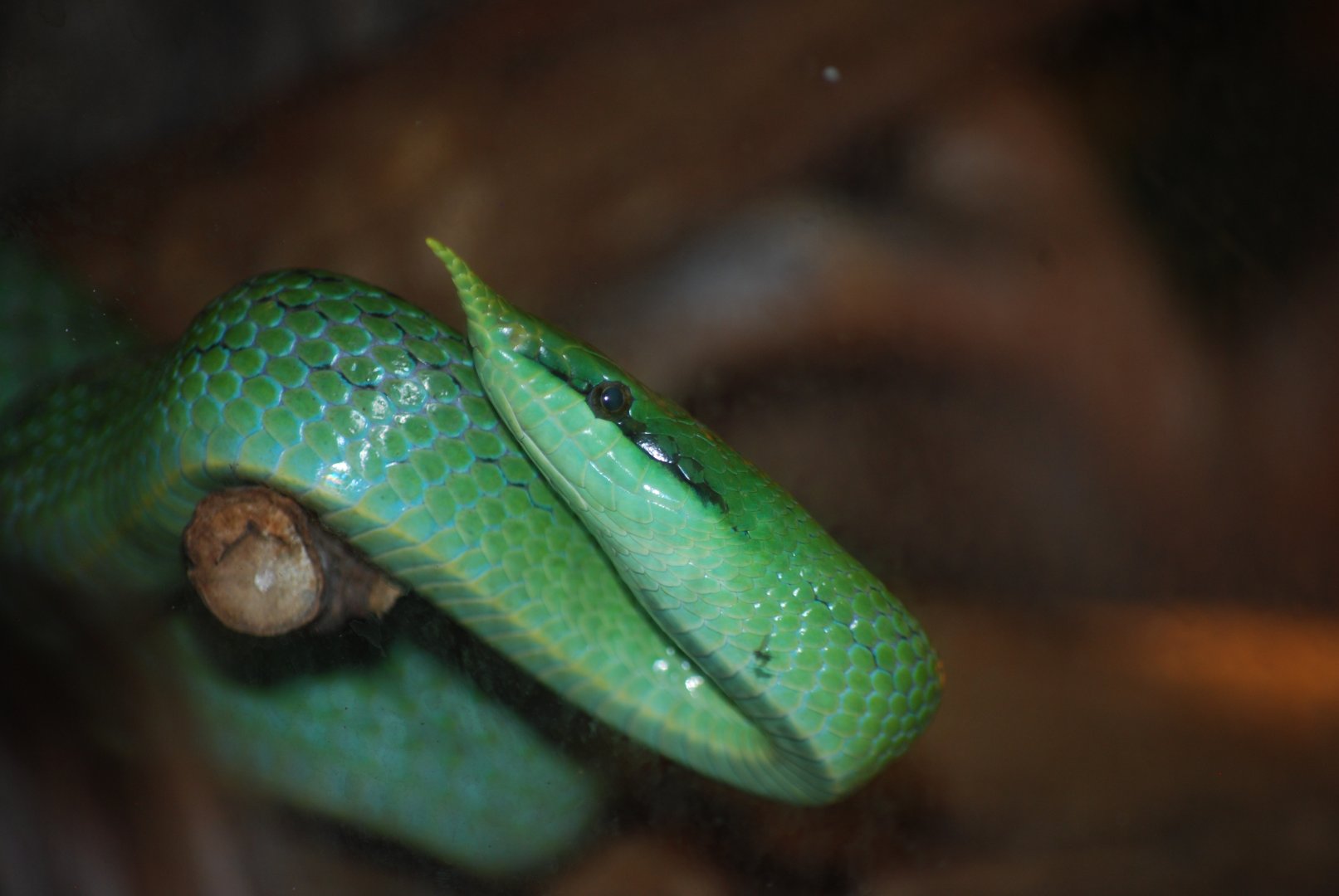 Rhino Ratsnake