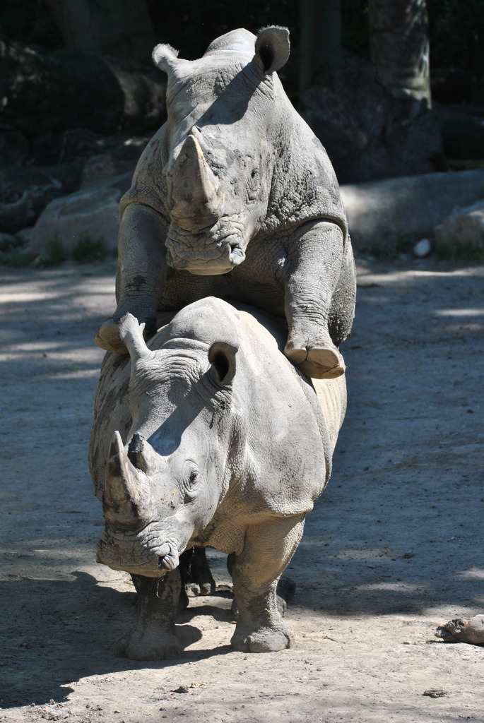 Rhino reproduction