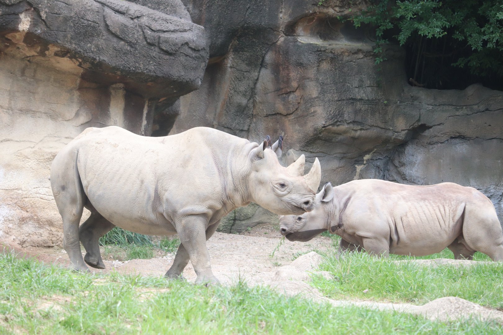Rhino Reserve - Black Rhino