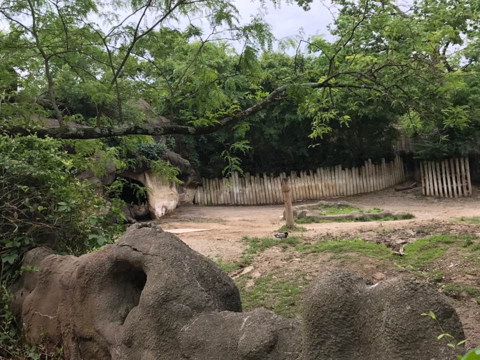 Rhino Reserve- Black Rhinoceros