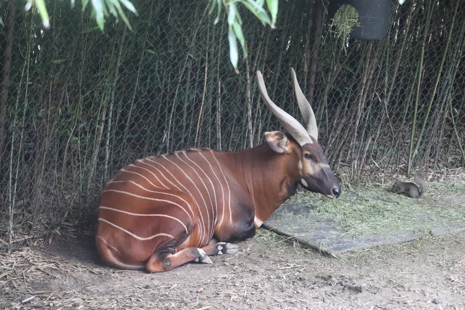 Rhino Reserve - Bongo