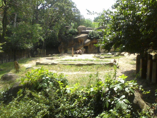Rhino Reserve- Eastern Black Rhino exhibit