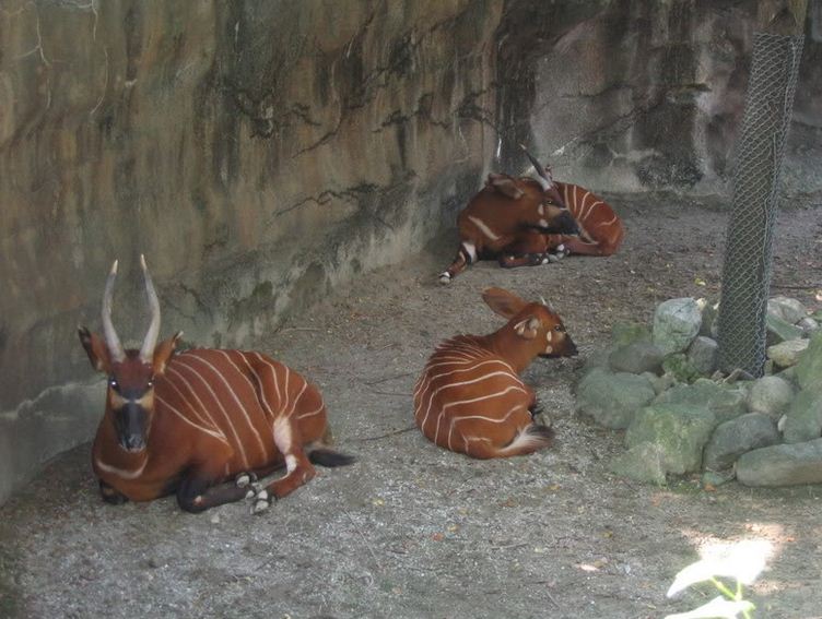 Rhino Reserve-Eastern Bongos
