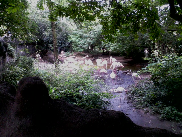 Rhino Reserve- Flamingo Cove