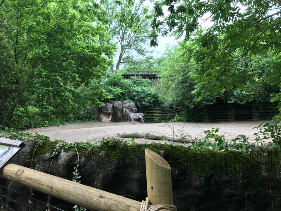 Rhino Reserve- Grant's Zebra