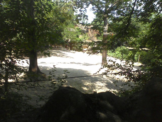 Rhino Reserve- Grevy's Zebra yard