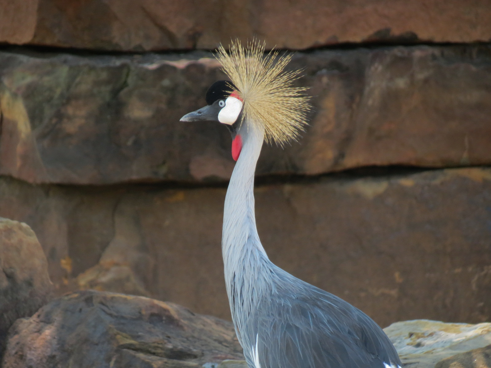 Rhino Reserve - Grey Crowned Crane